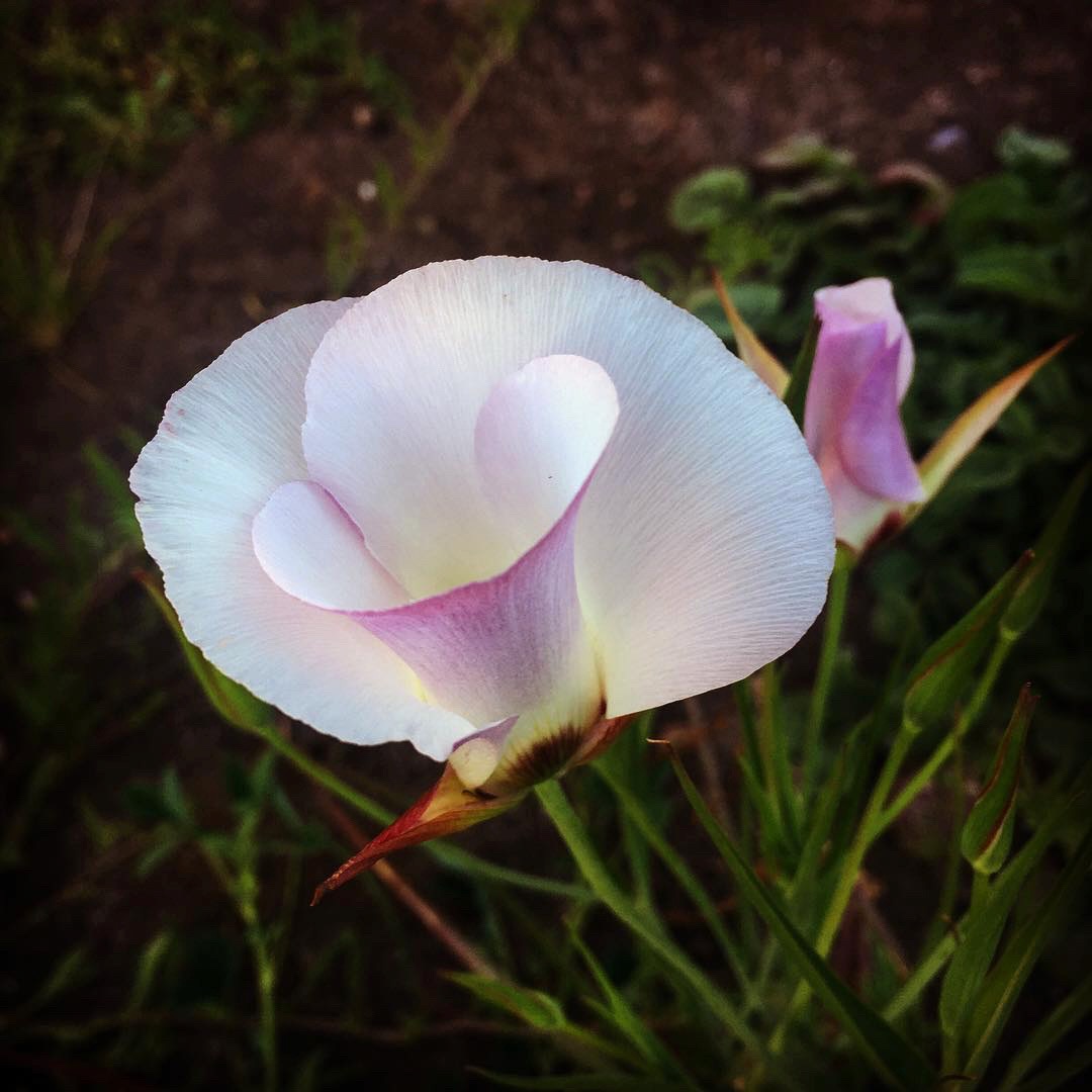 Mariposa Lily